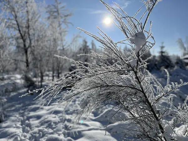 Kışın harikalar diyarının ve güneşin arkasındaki bitkiye odaklan