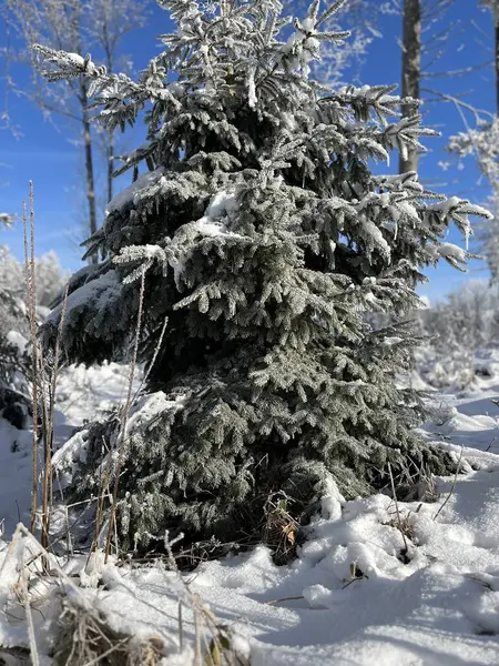 ağaç ve kar mavisi gökyüzü köknar
