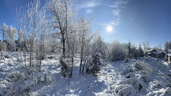 Güneşli kış manzarası güneş ağaçları pudralanmış