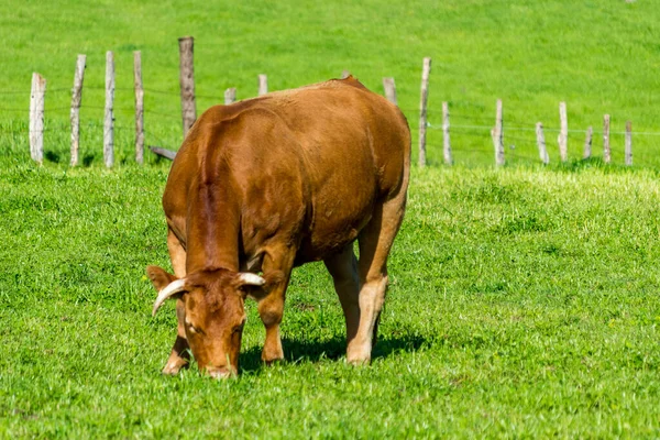 在草地上吃草的母牛 — 图库照片
