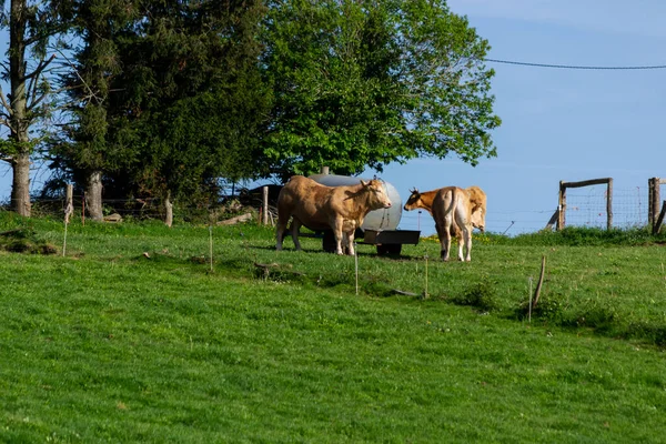 Коровы Ферме Деревне — стоковое фото