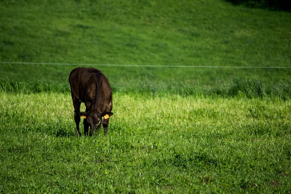 Корова Лугу — стоковое фото