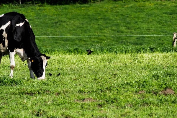 一头黑牛躺在绿草上 望着别处 — 图库照片