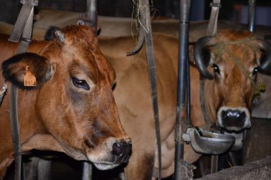 Çiftlikteki inekler 