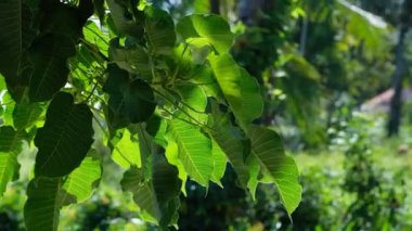Ficus kutsal incir yaprakları en hafif esintiye maruz kalır.