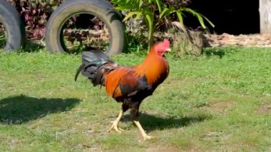 Bir tavuk horozu çimenlerde yemek avlıyor.