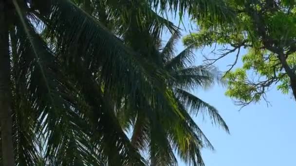 Orzeźwiający Jesienny Krajobraz Drzewo Kokosowe Błękitnym Niebem Gałęziami — Wideo stockowe