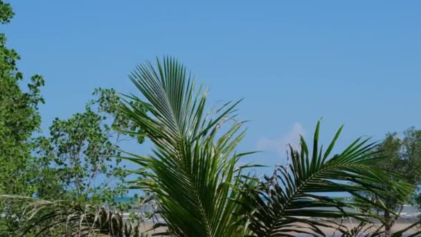 Orzeźwiający Jesienny Krajobraz Drzewo Kokosowe Błękitnym Niebem Gałęziami — Wideo stockowe