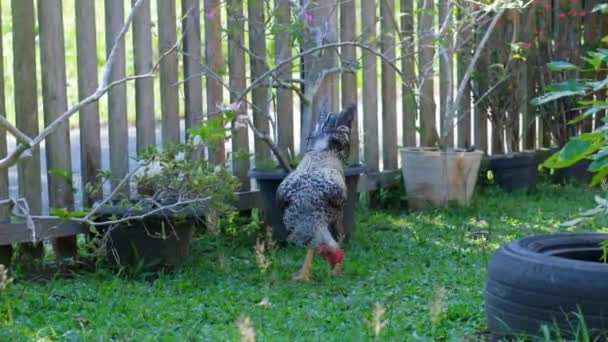 Chicken Hen Hunting Food Grass — Stock Video