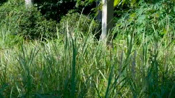 Rumput Hijau Mengayunkan Gerakan Lambat Berangin — Stok Video