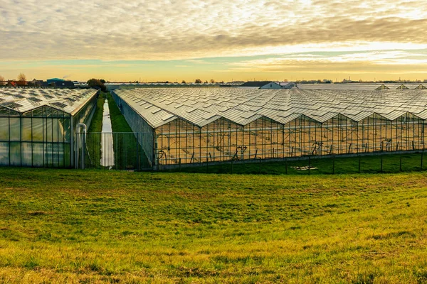 Rows Horticultural Greenhouses Made Glass Steel Aluminium Separated Small Ditch — Stock Photo, Image