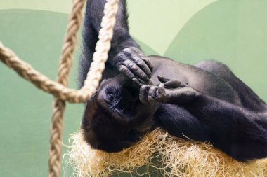 Genç goril maymunu Goril Beringei ziyaretçileri izliyor ve yeşil arka planda samanla dolu hamağında dinleniyor, Rotterdam, Hollanda 'daki Blijdorp hayvanat bahçesinde. Yüksek kalite fotoğraf