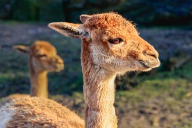 Vicuna or Vicugna Vicugna as a Latin name, family of lama and alpaca looking in the camera. Rotterdam the Netherlands, High quality photo