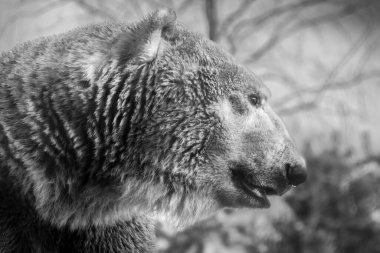 Head of a wet polar bear, or Ursus Maritimus, with his winter coat and sun and shadows in the background. Rotterdam, the Netherlands. High quality photo