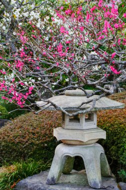 Taş bir fener canlı pembe kiraz çiçekleri ve beyaz erik çiçekleri arasında duruyor. Japon bahçesinin huzur veren güzelliğini simgeliyor.