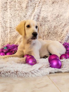 Mor Noel süsleriyle çevrili yumuşak bir battaniyeye sarılmış Golden Retriever köpek yavrusu..