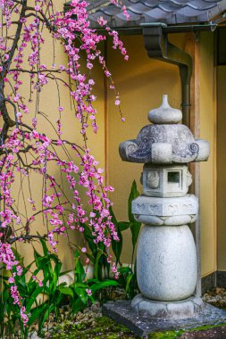 Kyoto, Japonya - 6 Mart 2018 - Geleneksel bir taş fener, karmaşık bir şekilde tasarlanmış, canlı kiraz çiçeklerinin ortasında tam çiçek açmış. Kiraz çiçeğinin dalları nazikçe fenerin üzerinde asılı.