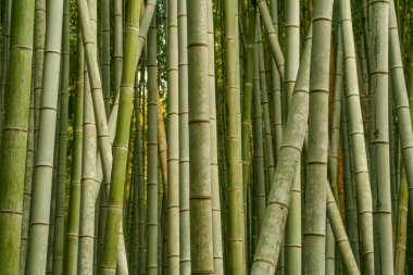 Kyoto, Japonya - 4 Mart 2018 - Görüntü Arashiyama Bambu Ormanı 'nda yoğun olarak kümelenmiş uzun yeşil bambu saplarına sahiptir. Güneş ışığı yaprakların arasından süzülür, yeşilin değişik tonlarını aydınlatır.