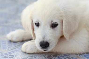 Sekiz haftalık bir Golden Retriever köpeği fayanslı zeminde yatıyor. Yavru köpek, ağırlıklı olarak beyaz olan yumuşak, tüylü bir kürke sahiptir ve ona gençlik görüntüsü verir. Koyu renk gözleri merak ve neşe sergiliyor. Bölgenin renkli bir mozaik deseni var.