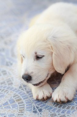 Sekiz haftalık Golden Retriever Puppy Mozaik Zeminde Dinleniyor. Yumuşak, açık renkli kürklü köpek yavrusu rahat bir şekilde uzanıyor ve rahatlamış görünüyor. Gözleri kısmen kapalı ve küçük pençeleri renkli, desenli bir mozaik zeminde dinleniyor.