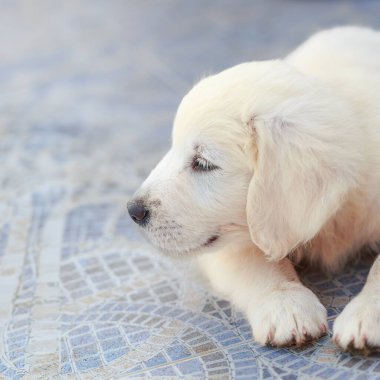 Sekiz haftalık Golden Retriever köpeği mozaik zeminde rahatça yatıyor. Yavrunun yumuşak, yumuşacık krem renkli kürkü ve başı hafifçe yerde dinlenen rahat bir duruşu vardır. Dekor açık havada, desenli bir yüzeyi var.