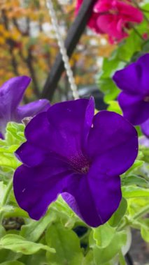 Ekim Çiçekleri Doğa Damlaları 