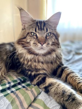 Kedi miyavlaması Mainecoon hayvanı