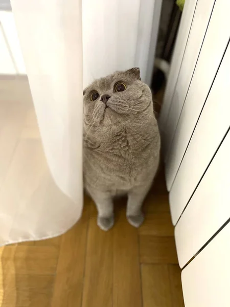 İngiliz kedisi evde sevimli.