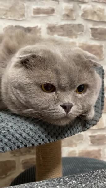 Katzen Britisch Haustier Gemütlichkeit Gute Laune Katze — Stockvideo