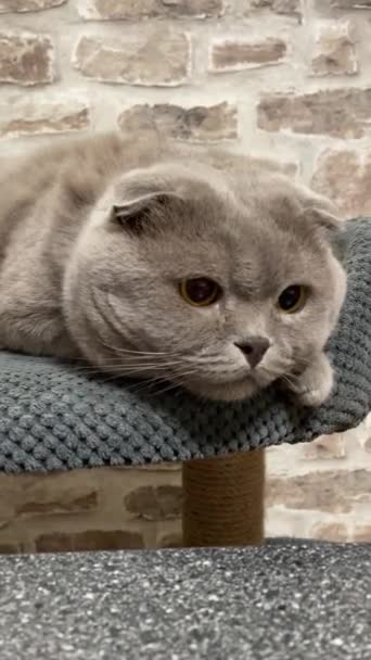 Katter Brittisk Husdjur Hemma Mysig Gott Humör Katt — Stockvideo