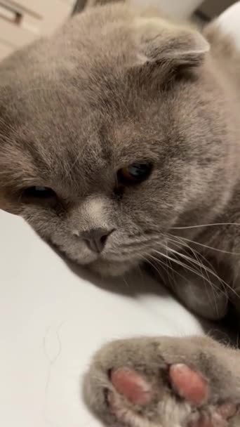 Коты Британские Домашнее Животное Уютность Хорошее Настроение Кошка — стоковое видео
