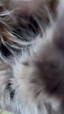 Mainecoon kedisi, dinlenme zamanı, güzel bir ruh hali, evde, hayvanlar