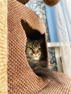 Ana Koza bir ilham kaynağıdır, kediler mutluluktur, tüylü bir arkadaş, evcil hayvan, hayvan 