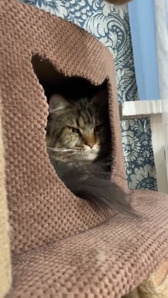 Maine Coon Jest Inspiracją Koty Szczęściem Futrzanym Przyjacielem Zwierzakiem — Wideo stockowe