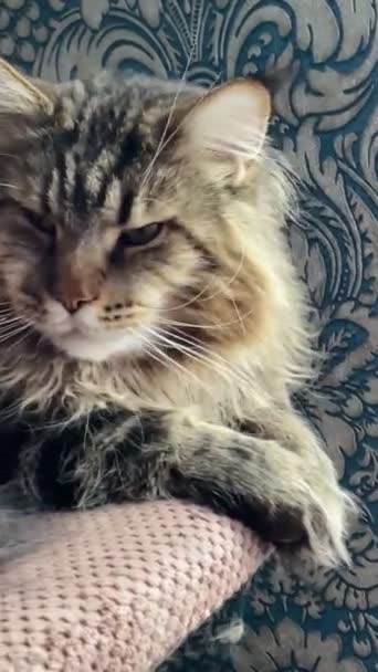 Maine Coon Mainecoon Kat Katten Dieren Bont Poten Staart Ogen — Stockvideo