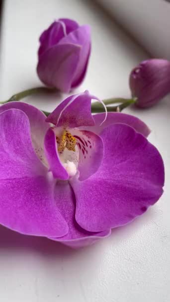Orchidea Orchideák Lila Bíbor Élet Virágok Növények Ablak Ablakpárkány Gyönyörű — Stock videók