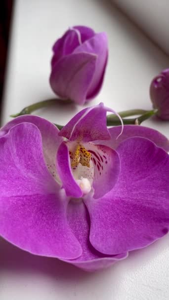 Orchidea Orchidee Viola Cremisi Vita Fiori Piante Finestra Davanzale Bello — Video Stock