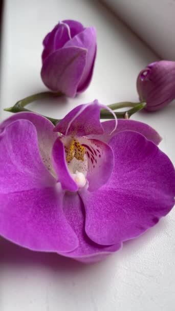 Orchidea Orchideák Lila Bíbor Élet Virágok Növények Ablak Ablakpárkány Gyönyörű — Stock videók