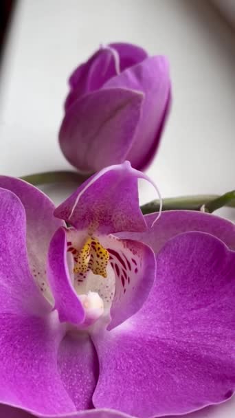 Orchidea Storczyki Fioletowy Purpurowy Szkarłatny Życie Kwiaty Rośliny Okno Parapet — Wideo stockowe
