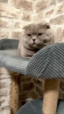 Kedi, kedi, kedi, İngiliz, İskoç, geveze, kürklü, gözleri, bak, yüz, pençeler, kuyruk, ev, miyav, mırıltı, evcil hayvan, arkadaş, ruh hali, ilham