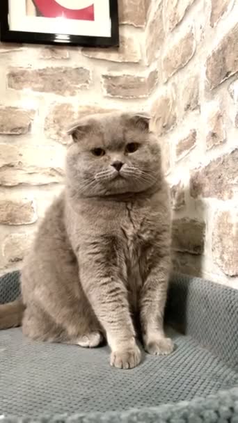 Katt Kattunge Brittisk Skotsk Pratsam Lurvig Ögon Titta Ansikte Tassar — Stockvideo