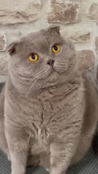 Gato Gatitos Británico Escocés Mira Ojos Orejas Cabeza Bigotes Piel — Vídeos de Stock
