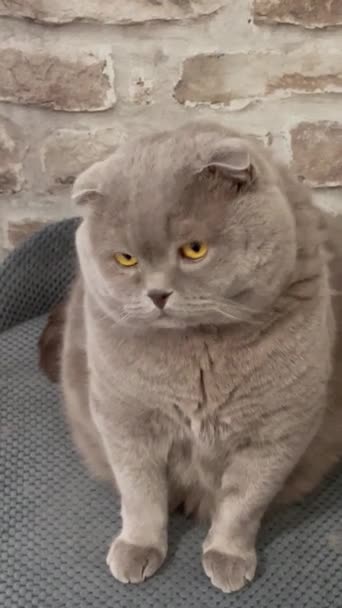 Katze Kätzchen Britisch Schottisch Look Augen Ohren Kopf Schnurrhaare Fell — Stockvideo