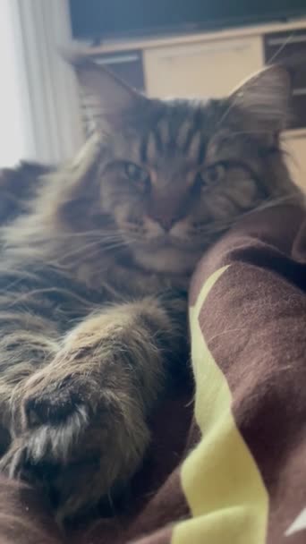 고양이 부드러운 따뜻함 아늑함 포식자 자랑스럽게 부드러운 Meow — 비디오