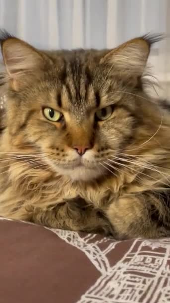 Cat Maine Coon Cats Kittens Animals Pet Ears Fluffy Face — Stock Video
