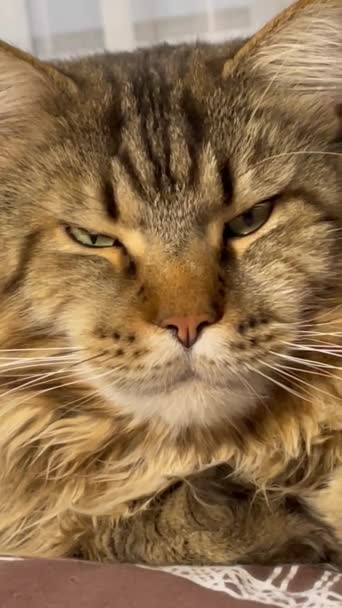 Кіт Мен Кун Коти Кошенята Тварини Домашня Тварина Вуха Пухнастий — стокове відео
