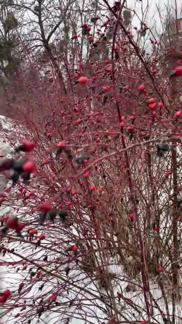 Vermelho Rosa Quadril Amor Luz Brilhante Natureza Passeio Arbusto Ramos — Vídeo de Stock