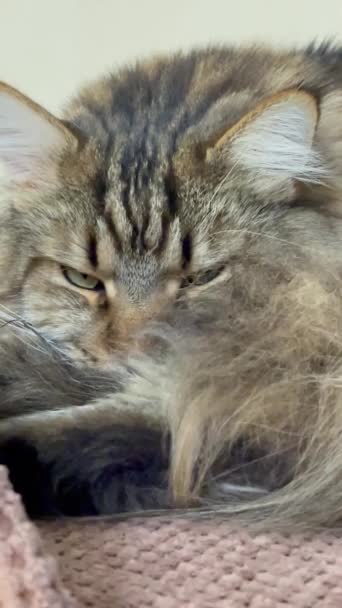 Maine Coon Katt Katt Kattunge Husdjur Rum Säng Lägenhet Titta — Stockvideo
