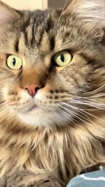 Maine Coon Kat Katten Poesje Huisdier Kamer Bed Appartement Bont — Stockvideo