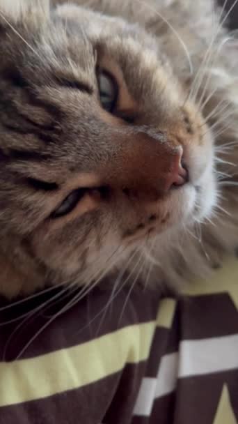 Maine Coon Kucing Kucing Kucing Kucing Hewan Peliharaan Ruang Tempat — Stok Video